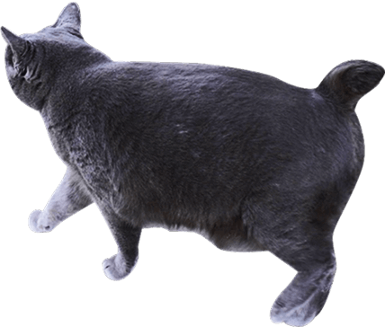 装飾：歩いている黒猫