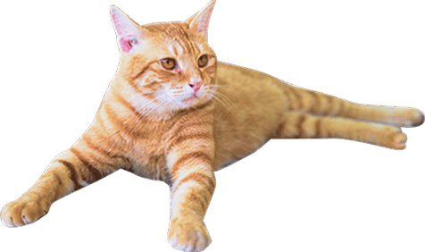 装飾：寝そべっている茶猫